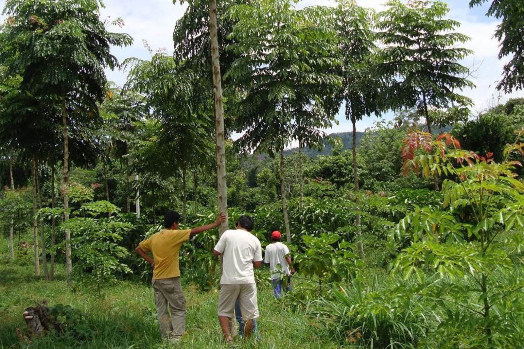 El sector forestal: análisis comparativo de las concesiones forestales